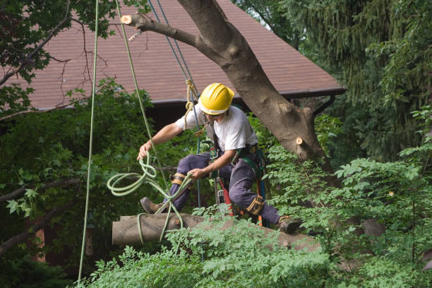 Best Tree and Shrub Care  in Millville, NJ