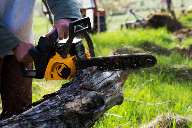 Professional Tree Care in Millville, NJ