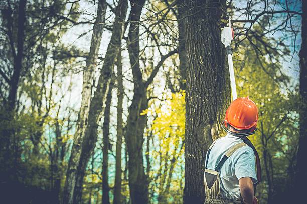 How Our Tree Care Process Works  in  Millville, NJ